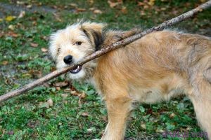 702466_dog_with_a_stick1